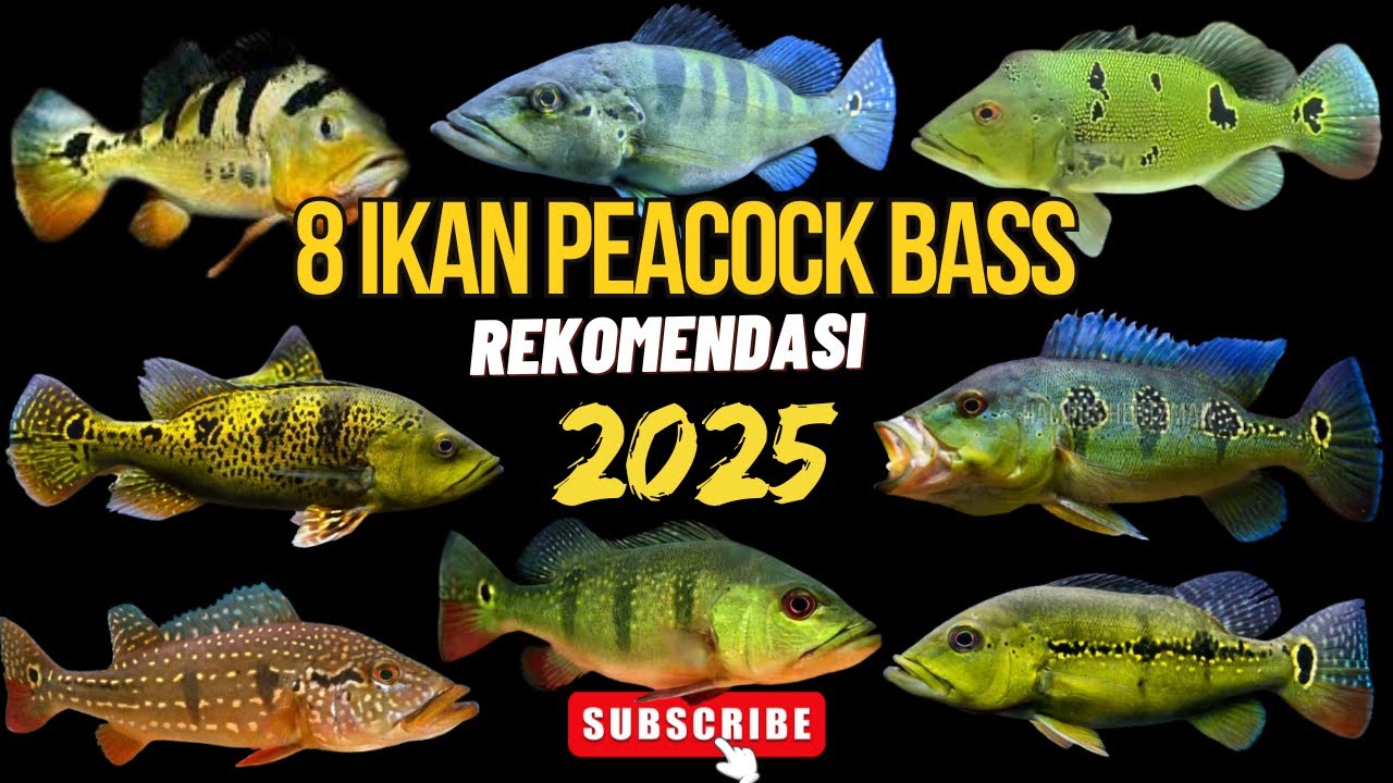 8 Jenis Peacock Bass yang Wajib Dipelihara Tahun 2025 Lengkap dengan Harga Peacock Bass