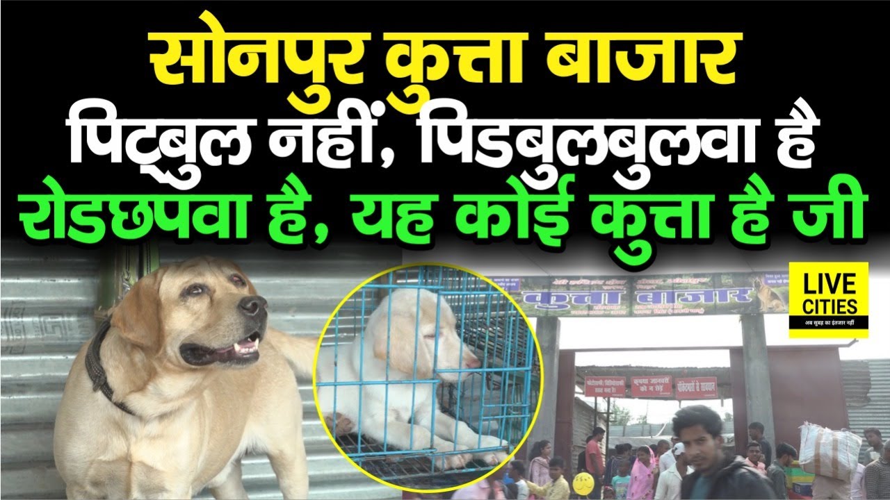 Sonepur Mela का कुत्ता बाजार, लोग बोले- Pitbull नहीं, पिडबुलबुलवा है, रोडछपवा है, यह कुत्ता है जी...