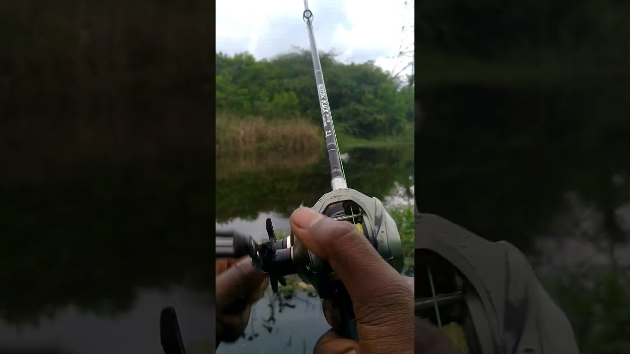 Channa striata Live attack on rubber frogs / snakehead fishing / 
