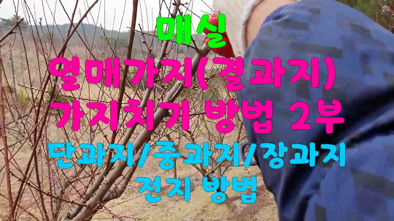 매실 열매가지 가지치기 방법 2부 - 매실 결과지(단과지, 중과지, 장과지) 전정방법
