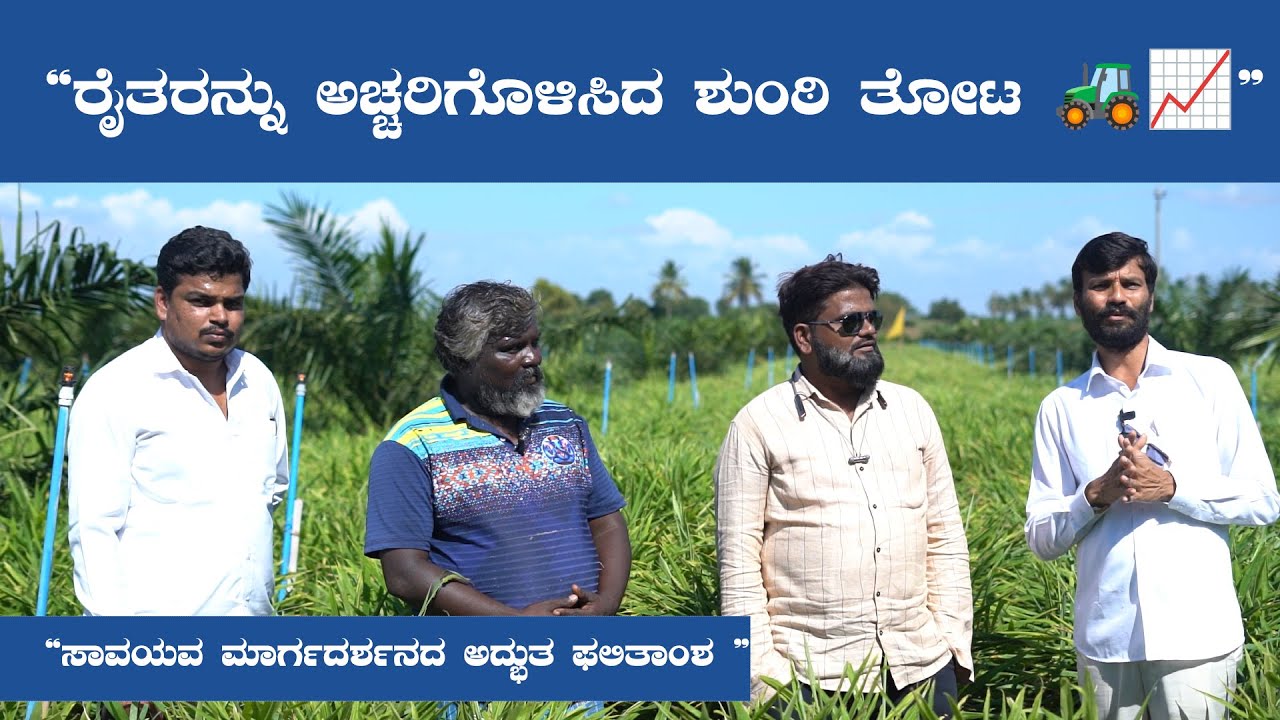 10 ಎಕರೆ ಶುಂಠಿ = 4500 ಬ್ಯಾಗ್?!  | ರೈತರನ್ನು ಅಚ್ಚರಿಗೊಳಿಸಿದ ಶುಂಠಿ ತೋಟ