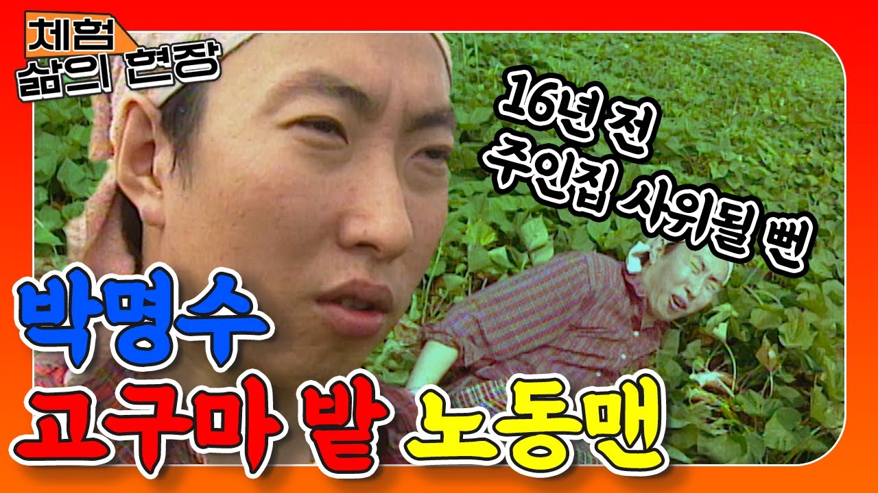 [체험 삶의 현장][노동맨 #33] 고구마 밭 사위될 뻔했던 과거💦 명수옹 극한노동 전설의 시작🔥