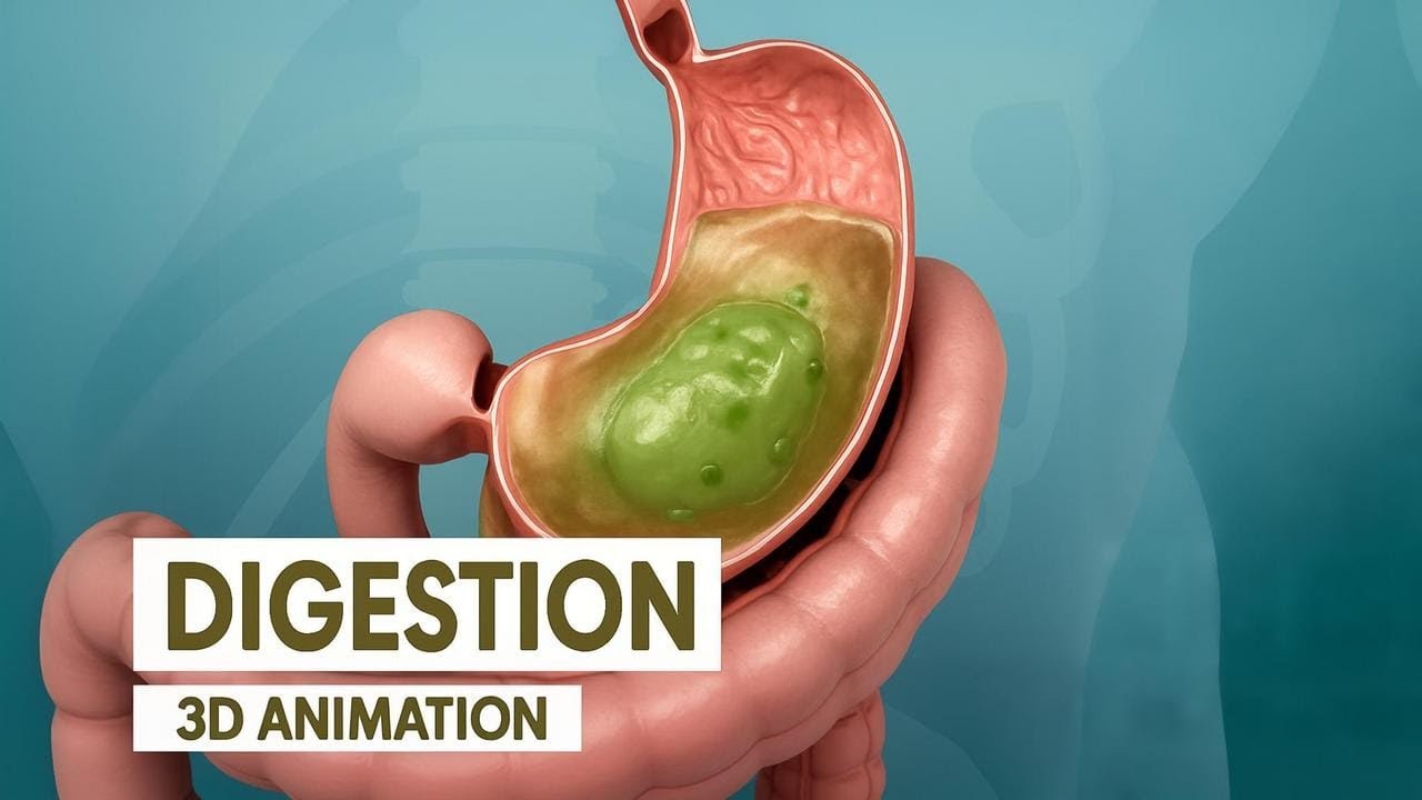 How the Digestive System Works | Surgeon Reacts