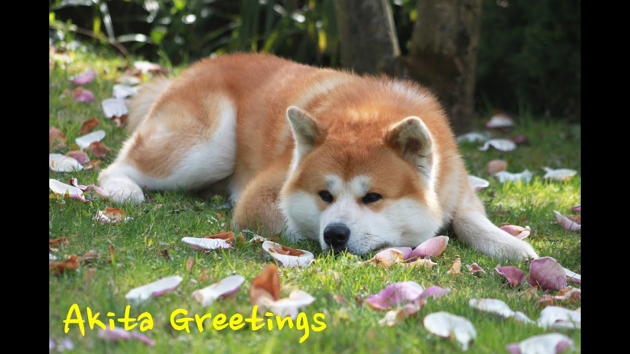 Akita ken 秋田犬 - Haku - Greetings happy dog HD