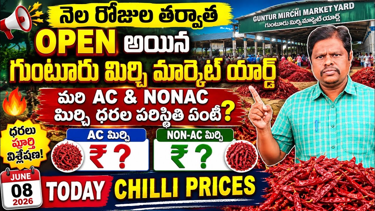 8 June 2026 GUNTUR MIRCHI MARKET RATES గుంటూరు మిర్చి మార్కెట్ ధరలు 