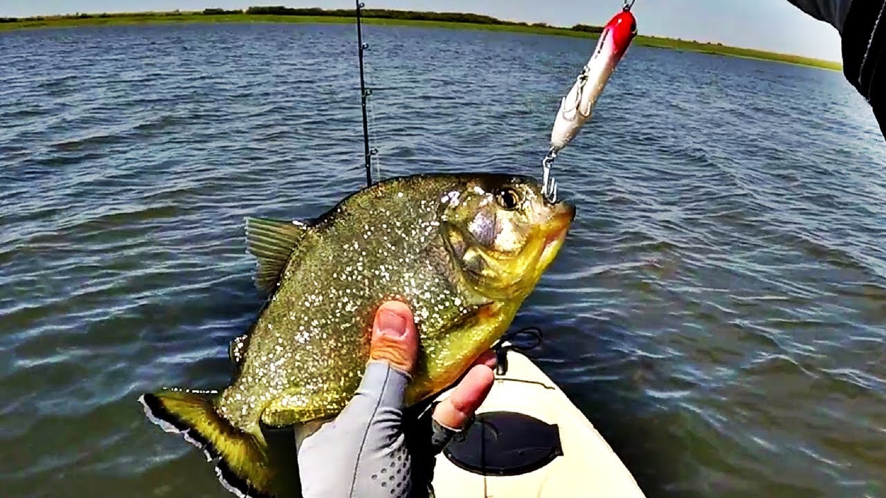 Pescaria de Piranha com ISCA ARTIFICIAL