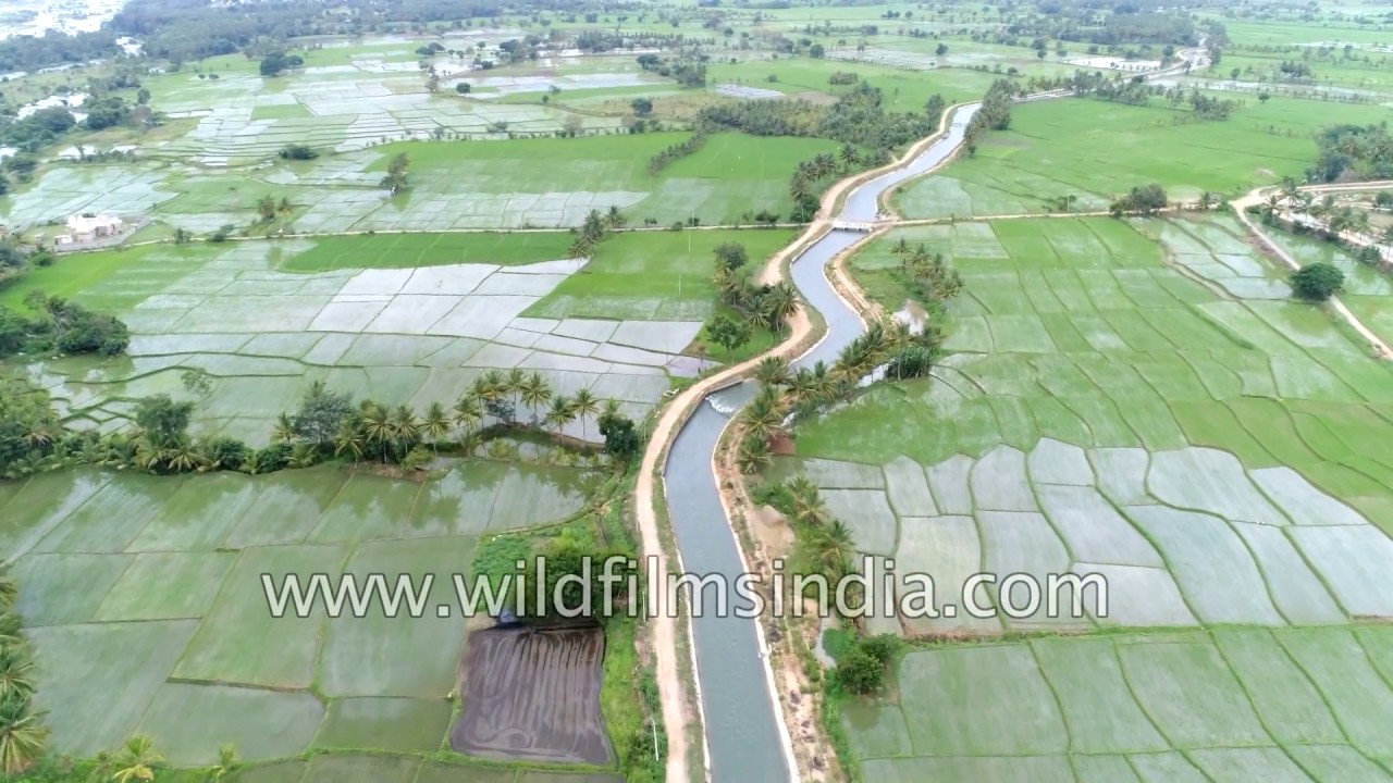 Mysore aerial journey: canals, agriculture, water-logged fields, coconut trees, Mysuru city
