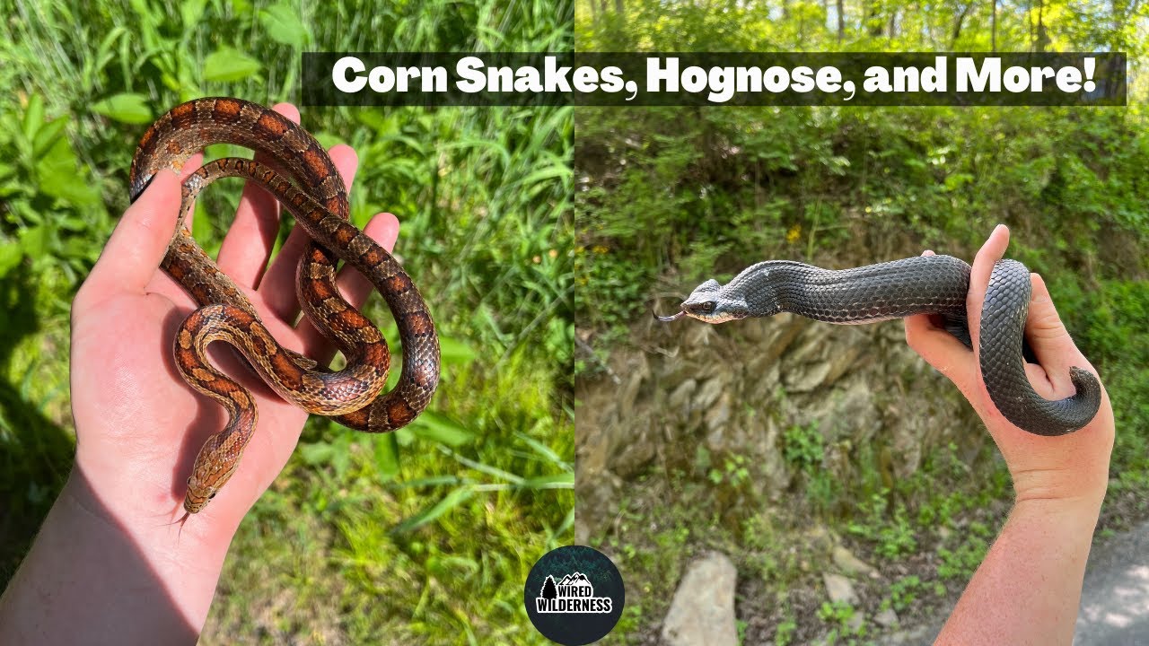 Finding RARE Snakes in Western Maryland! Hognose, Corn Snakes, Ratsnakes, and More!!