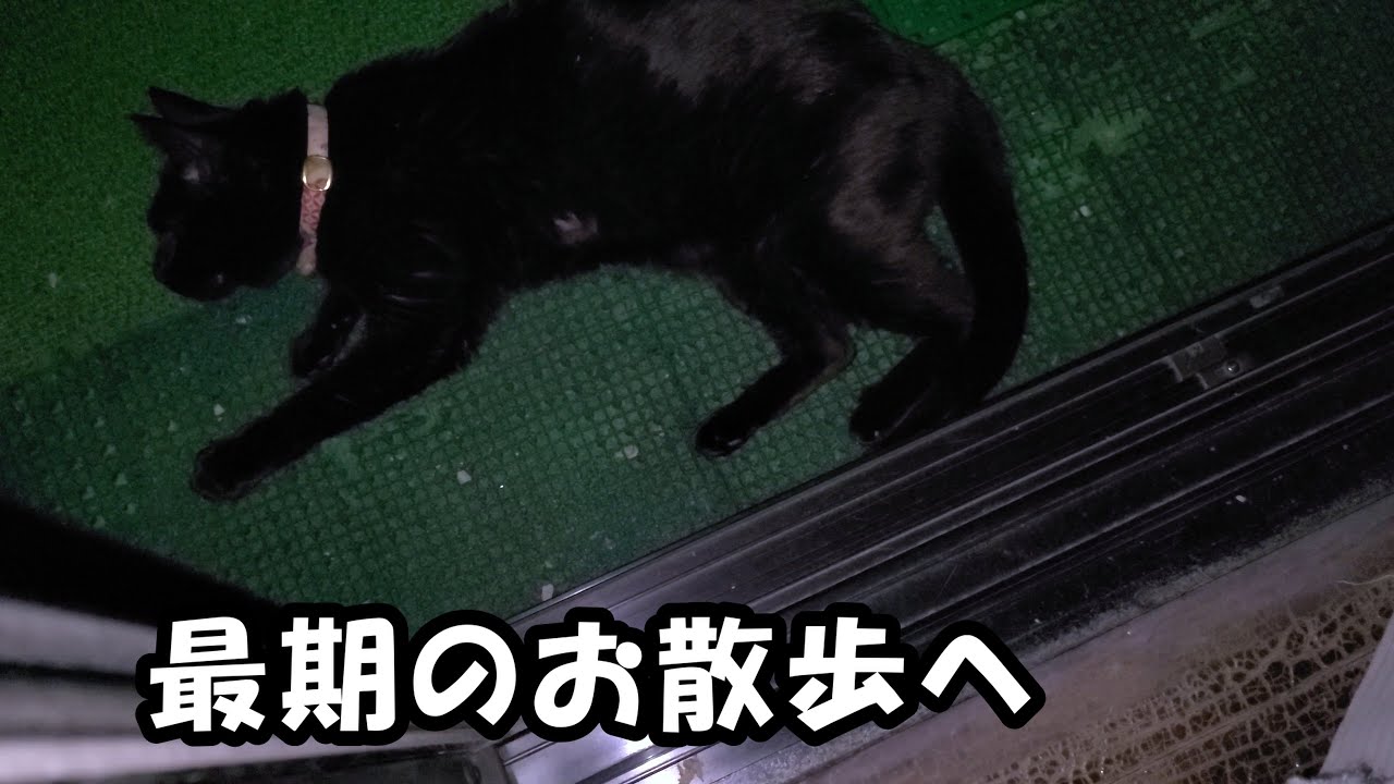 愛猫が最期の夜に見せた行動