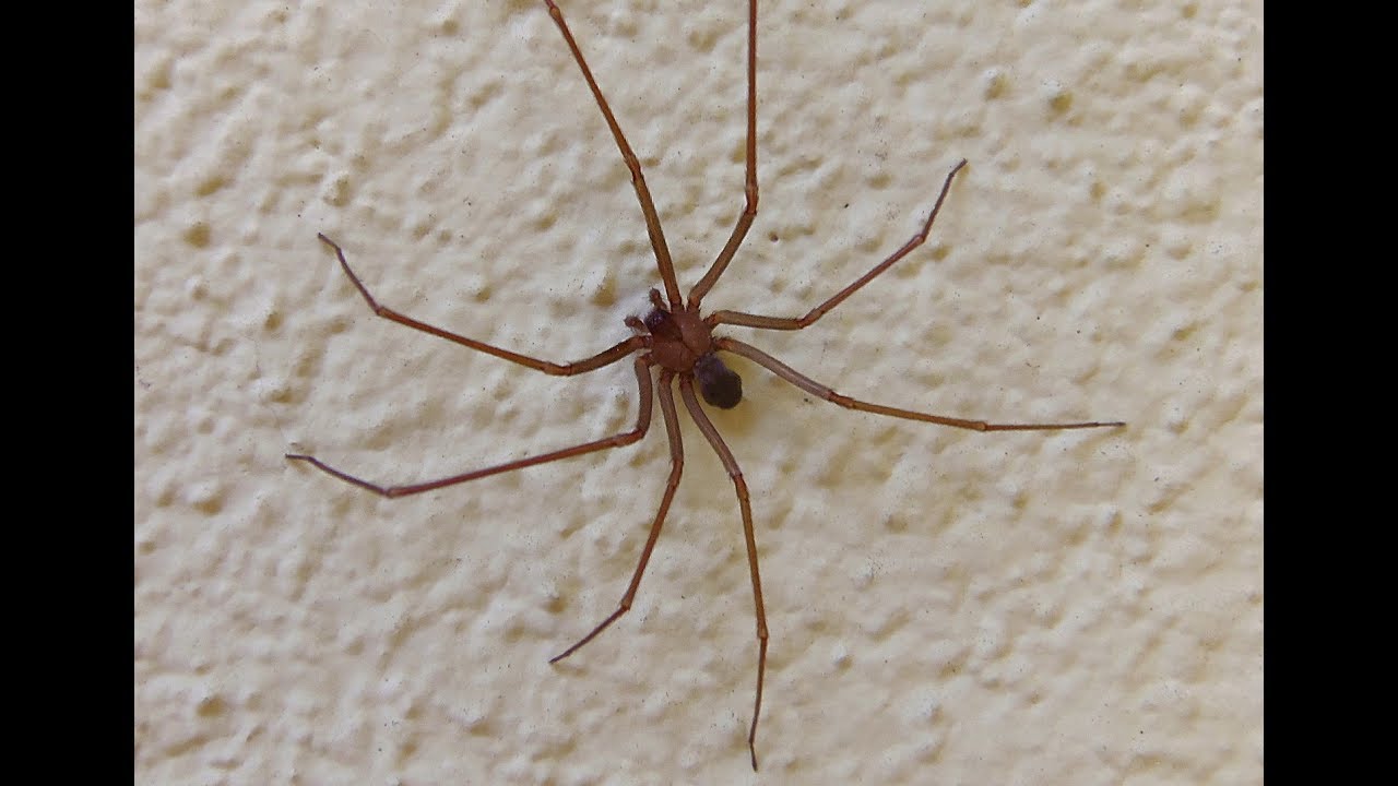 Ara&ntilde;a de rinc&oacute;n,  Ara&ntilde;a reclusa parda mediterr&aacute;nea o Ara&ntilde;a del viol&iacute;n.