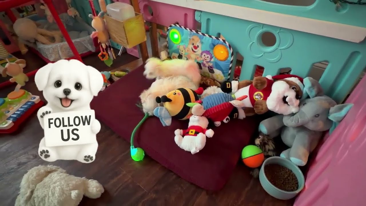 They Turned the Playpen Into a Christmas Movie — 7:46 of Pure Joy!