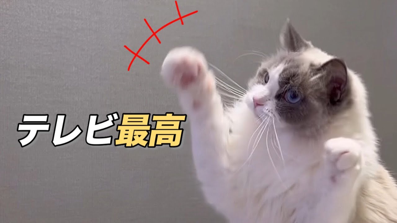 今日もテレビに釘付けな猫/TV Obsessed Cat 