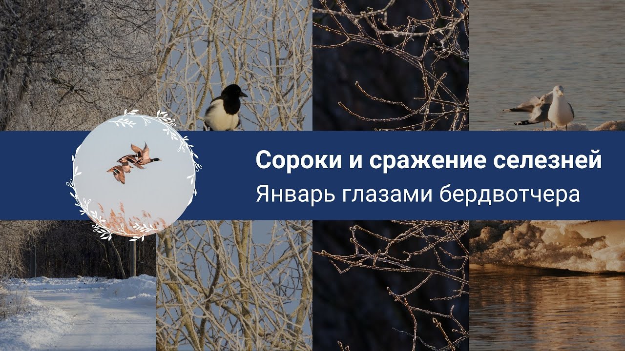 Таллинн в инее. Январь глазами бердвотчера. Птицы зимой, бердвотчинг в городе.