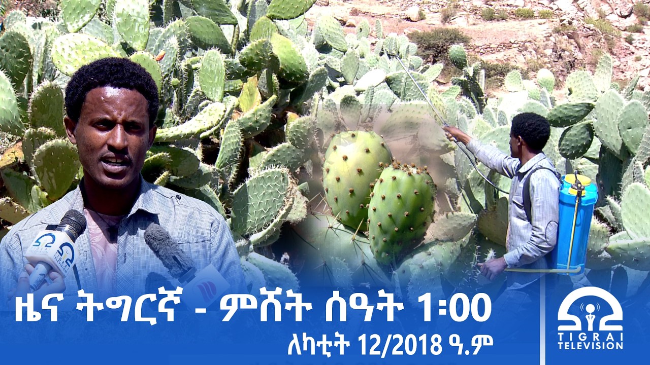ዜና ትግርኛ - ምሸት ሰዓት 1፡00 - ለካቲት 12/2018 ዓ.ም | #Tigrai_Television | #ቴሌቪዥን_ትግራይ |