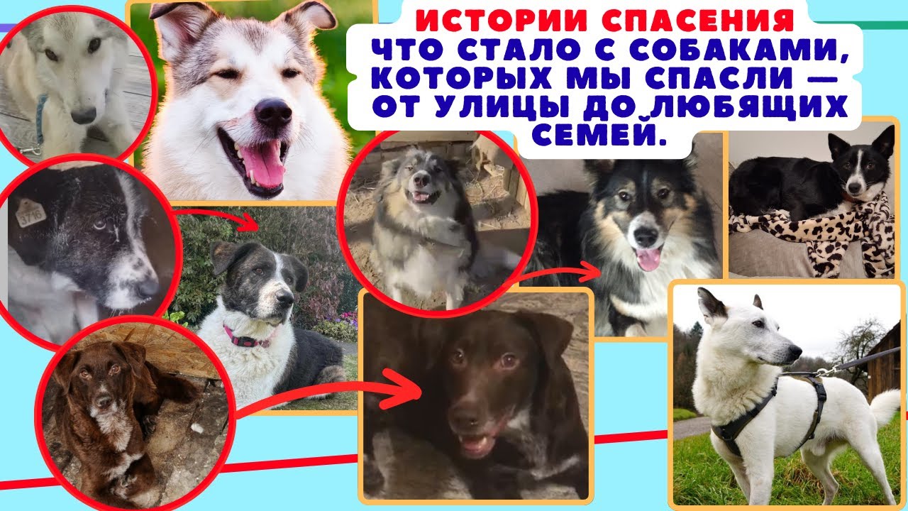 Брошенные вчера — любимцы сегодня: посмотрите сами!