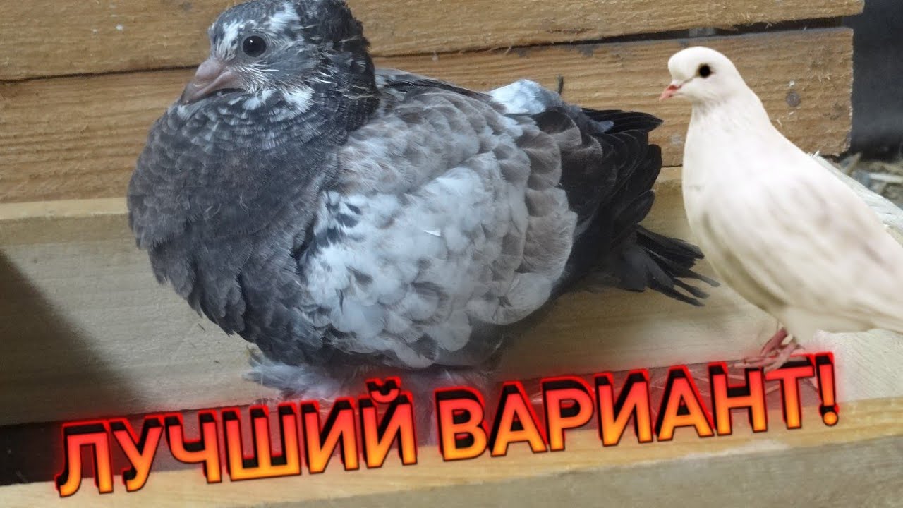 Гнёзда для голубей как в СССР// Андижанские голуби