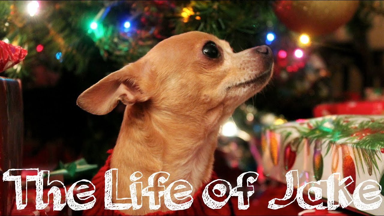 Meet My Chihuahua | The Life Of Jake