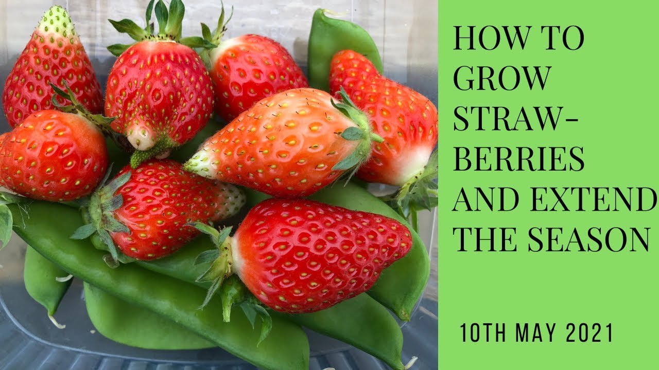 How to grow strawberries and extend the season | free eBook