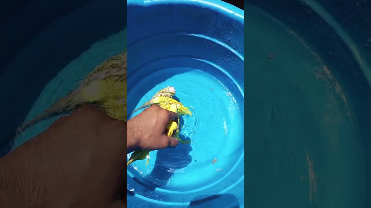 My Perrot$🦜 Mini W@ter💦  Pool🏊 || #viral #trending #shorts #youtubeshorts #video #birds #funny #love