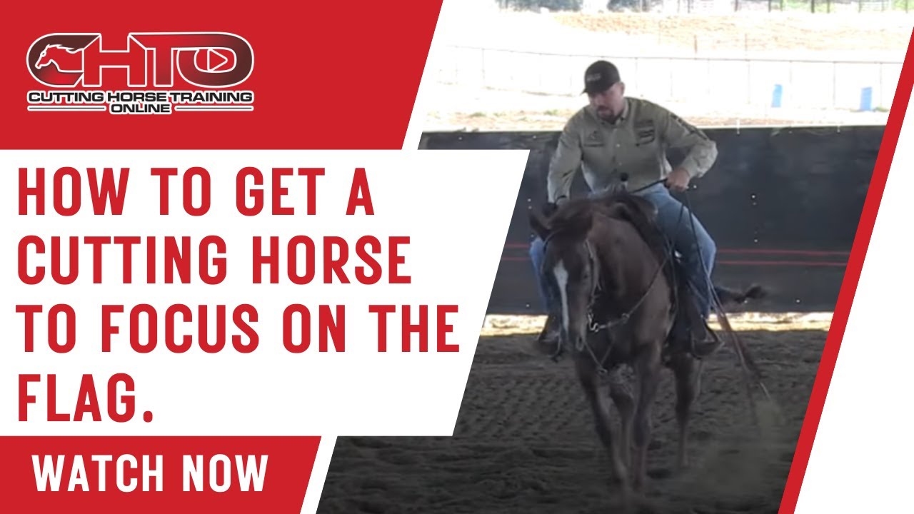 How To Get A Cutting Horse To Focus On The Flag.