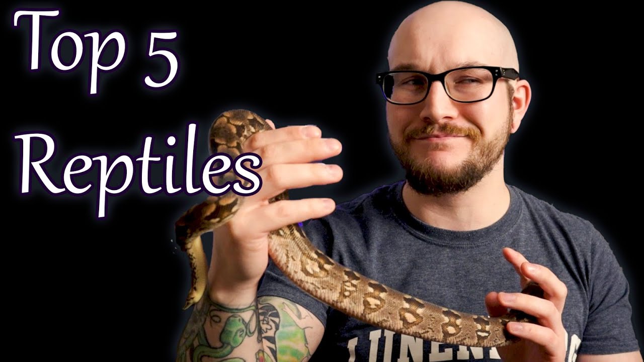 Top 5 CONTROVERSIAL Beginner Reptiles