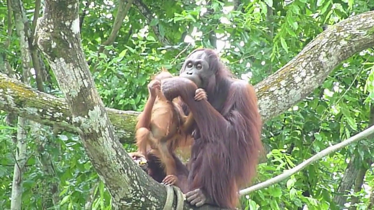 orangutan baby and mother at singapore zoo