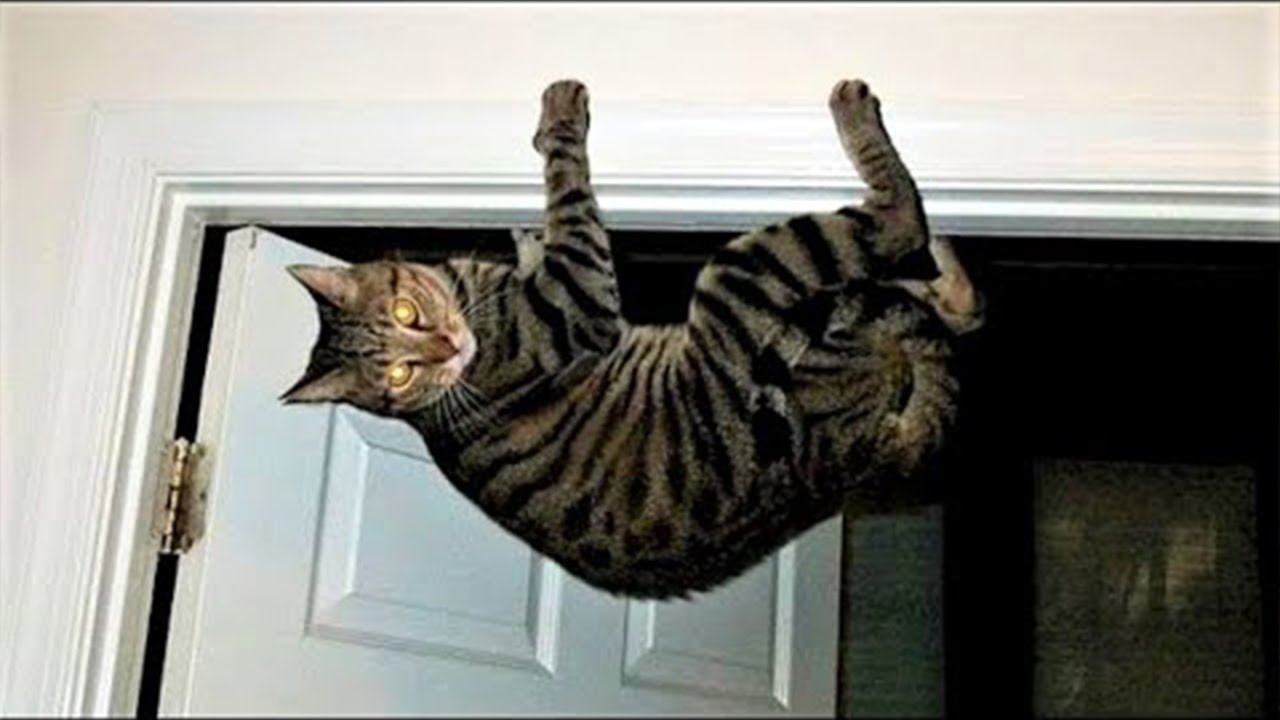 Default cat behavior