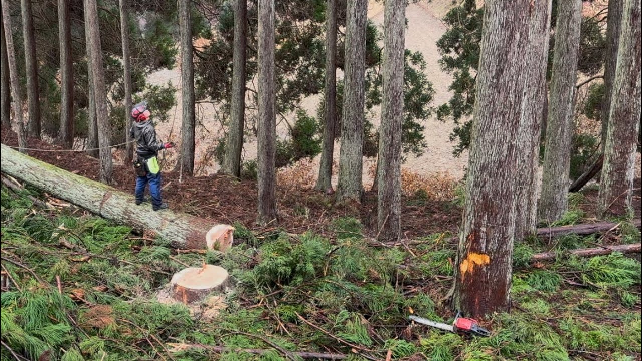 繊維ロープを使った伐採#林業 #伐採 #forestry #felling