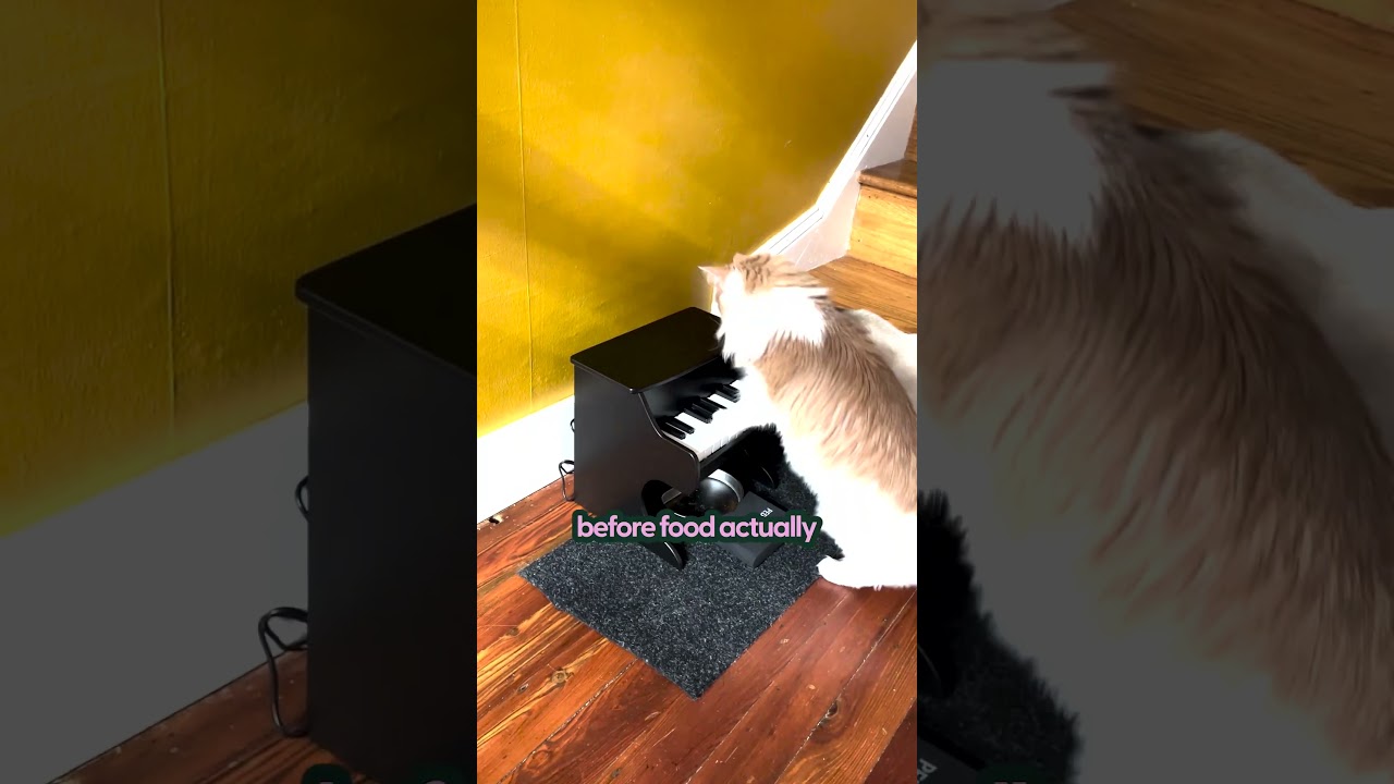 My Cat Is Obsessed With Playing The Piano | The Pack