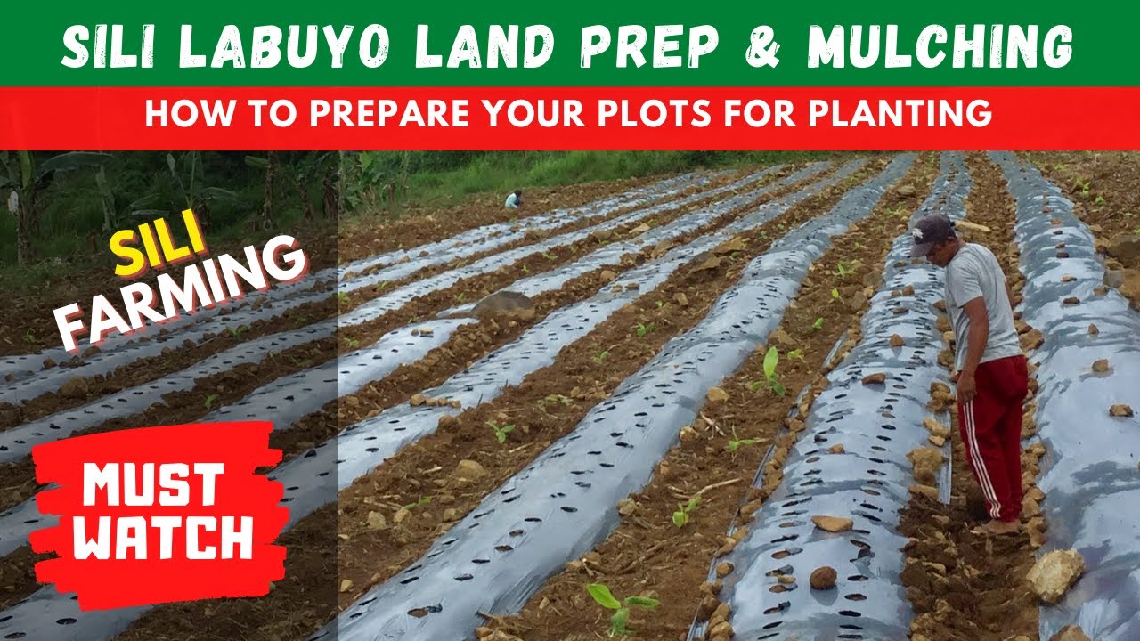 Sili Labuyo Farming Land Preparation and Plastic Mulching