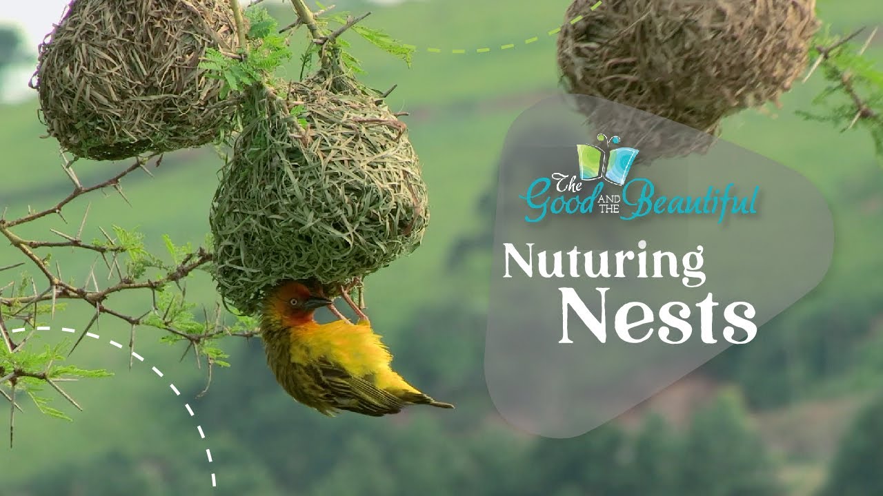 Nurturing Nests | Birds | The Good and the Beautiful