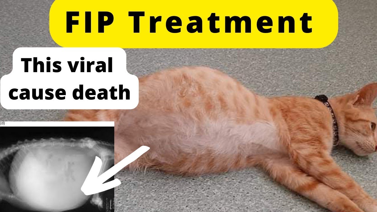 feline infectious peritonitis (FIP) Causes, Symptoms & Treatment || Animalia Dot Pk