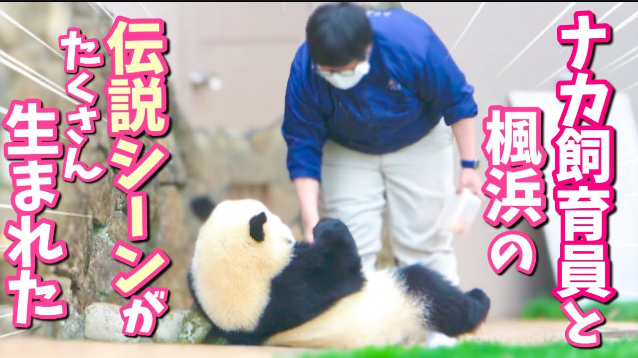 【パンダアイドル楓浜】パンダふうひん伝説🐼飼育員さんと普通に会話していて驚かされた❗️めっちゃ通じあってる3選