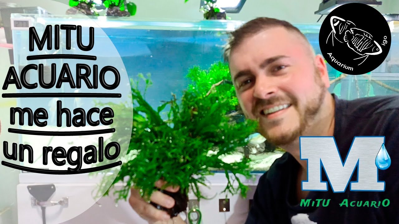 🌱 MONTAJE DE ACUARIO LOW TECH. MELANOTAENIAS Y ESCALARES. Plantas by Mitu Acuario. Facil y Rapido.