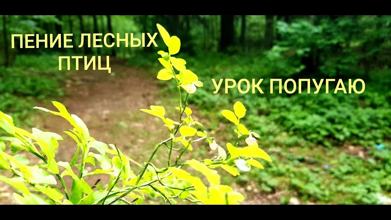 ПЕНИЕ ЛЕСНЫХ ПТИЦ. УРОК 4. УЧИМ ПОПУГАЯ ПЕТЬ КРАСИВЫЕ ТРЕЛИ!