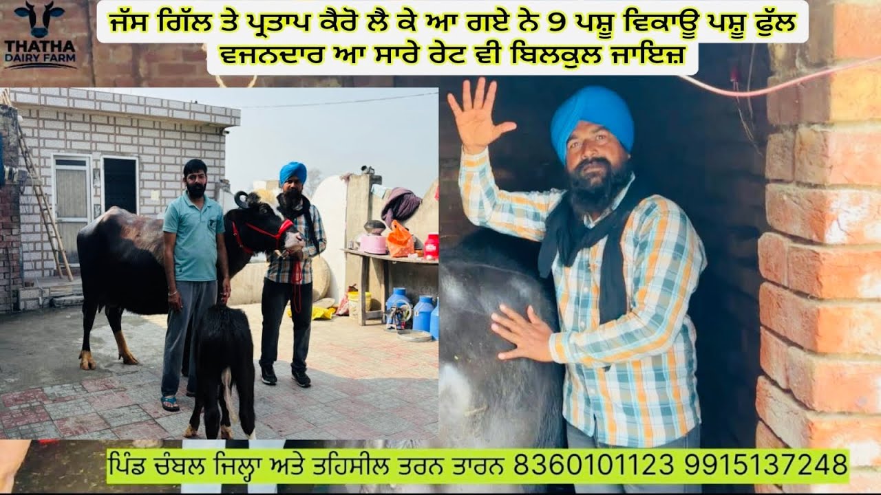 19/02/2026ਜੱਸ ਗਿੱਲ ਤੇ ਪ੍ਰਤਾਪ ਕੈਰੋ ਲੈ ਕੇ ਆ ਗਏ ਨੇ 9 ਪਸ਼ੂ ਵਿਕਾਊ ਪਸ਼ੂ ਫੁੱਲ  ਵਜਨਦਾਰ ਰੇਟ ਵੀ ਬਿਲਕੁਲ ਜਾਇਜ਼