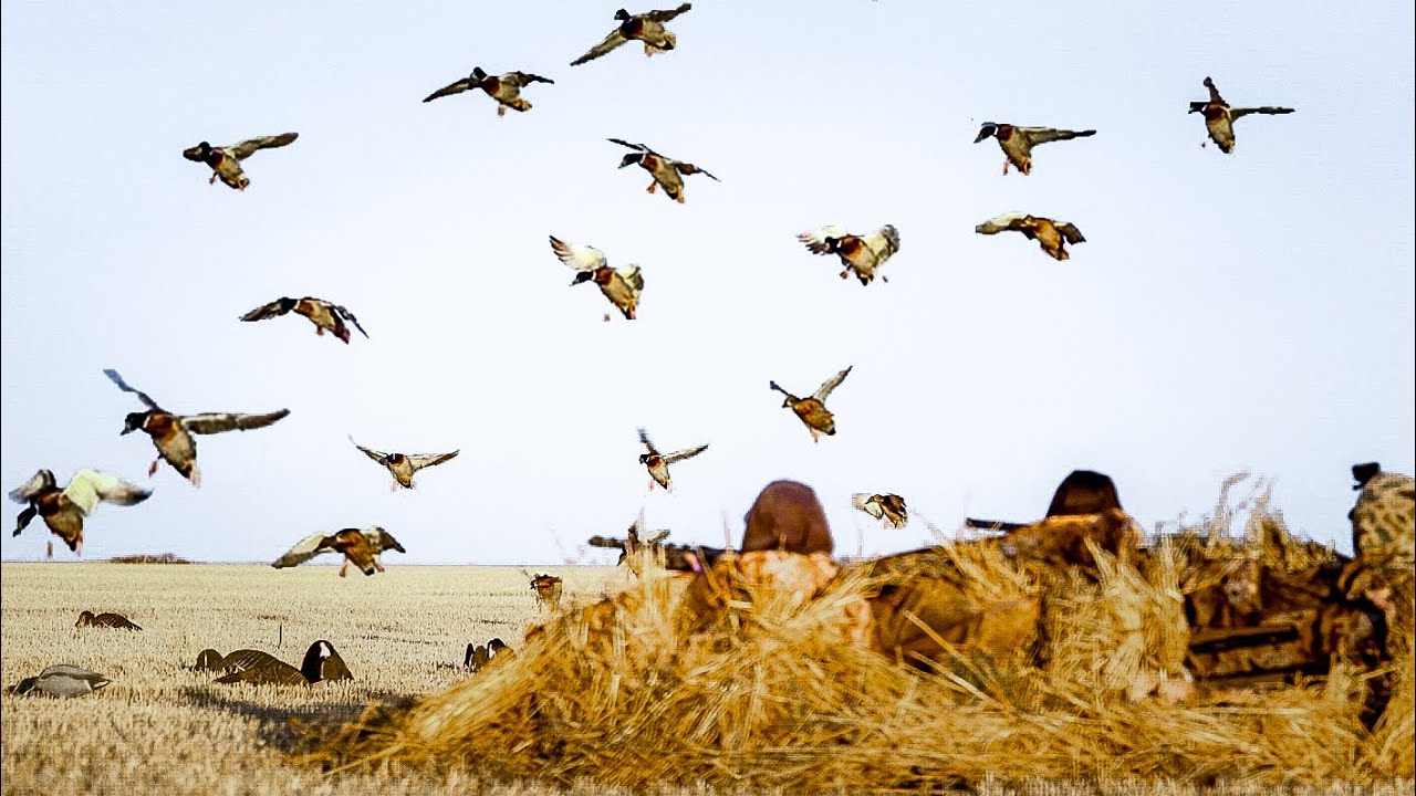 INSANE DRY FIELD DUCK HUNT! 3 GUYS 30 BIRDS 30 MINUTES!