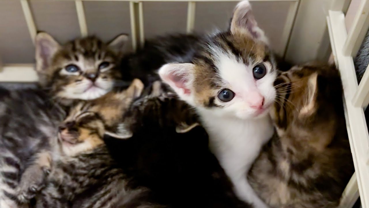 Six Kittens: Хаос во время большого переезда | Новости о KINAKO и WARABI