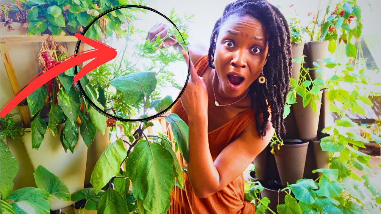 You'll NEVER Go Back to Commercial Pest Control Products After This | Natural, Cheap/Free Solutions