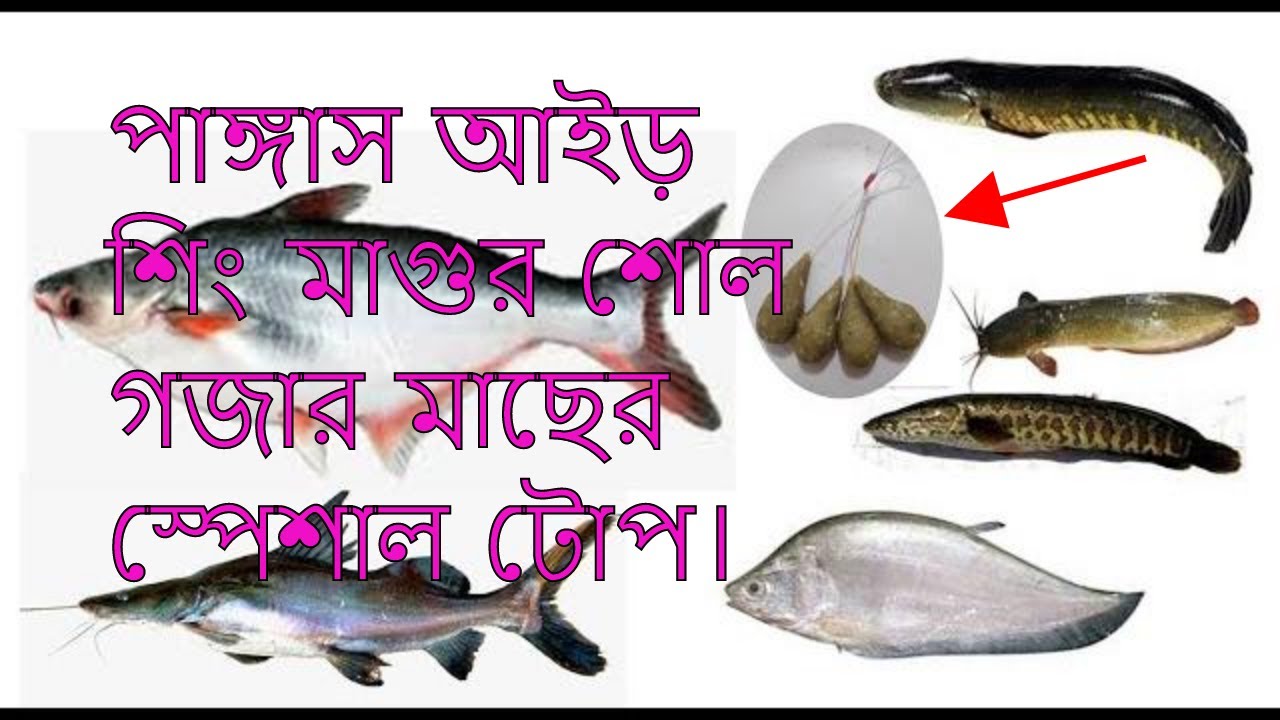 How to make Pangas fish  bait, All catfish bait.পাঙ্গাস আইড় শিং মাগুর শোল গজার মাছের স্পেশাল টোপ।