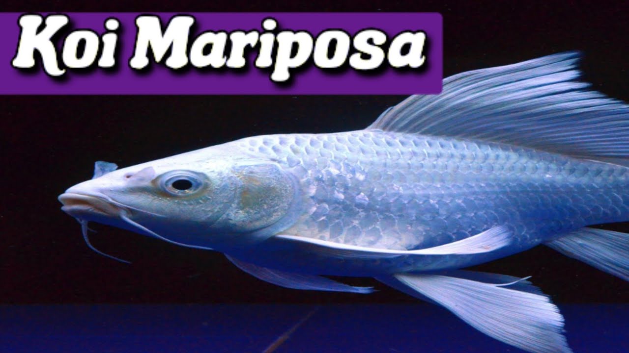 Carpa Mariposa | Koi Dragón | Documental