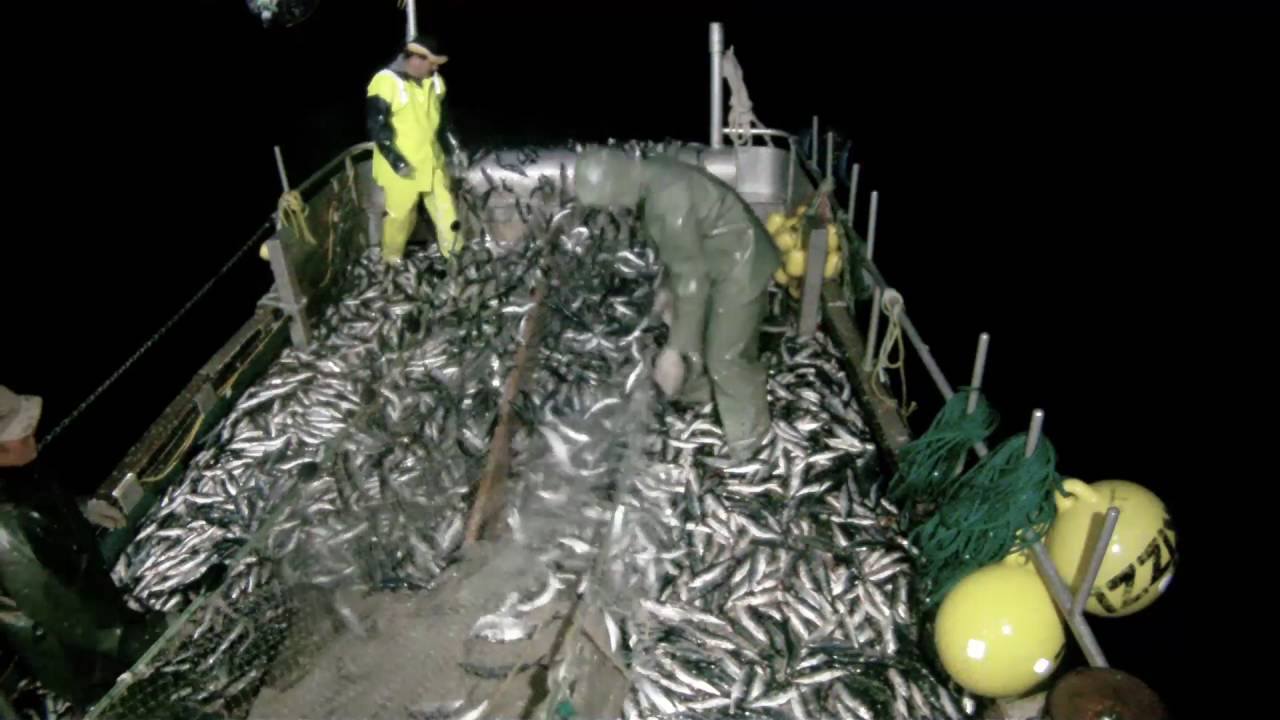 Pêche hareng / Herring fishing - La pêche maudite