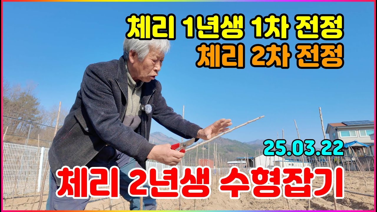 20250322  체리전정 체리1년생 수형잡기 체리묘목1차전정 체리1년생묘목2차전정 체리방조비법 2년생묘목예약 체리1차전정 체리2차전정