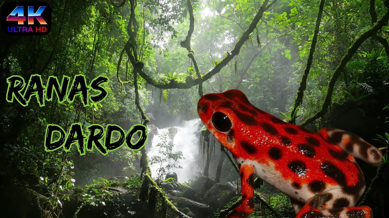 RANAS DARDO: Venenosas, Poderosas y LETALES. El Arma Silenciosa De La SELVA Tropical