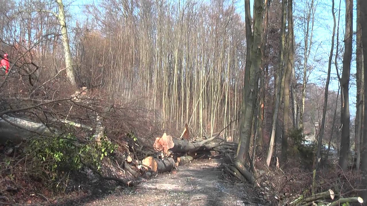 2 Tage Holzen beim LU Tr&uuml;b