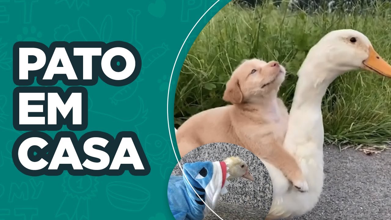 DICAS PARA TER UM PATO DE ESTIMAÇÃO 🦆
