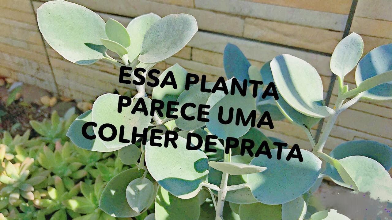 COMO FAZER MUDAS DE COLHER DE PRATA -SUCULENTA-