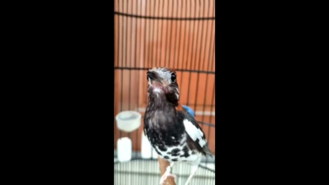 Anis kembang ngerol,buat pancingan burung diem langsung respon.