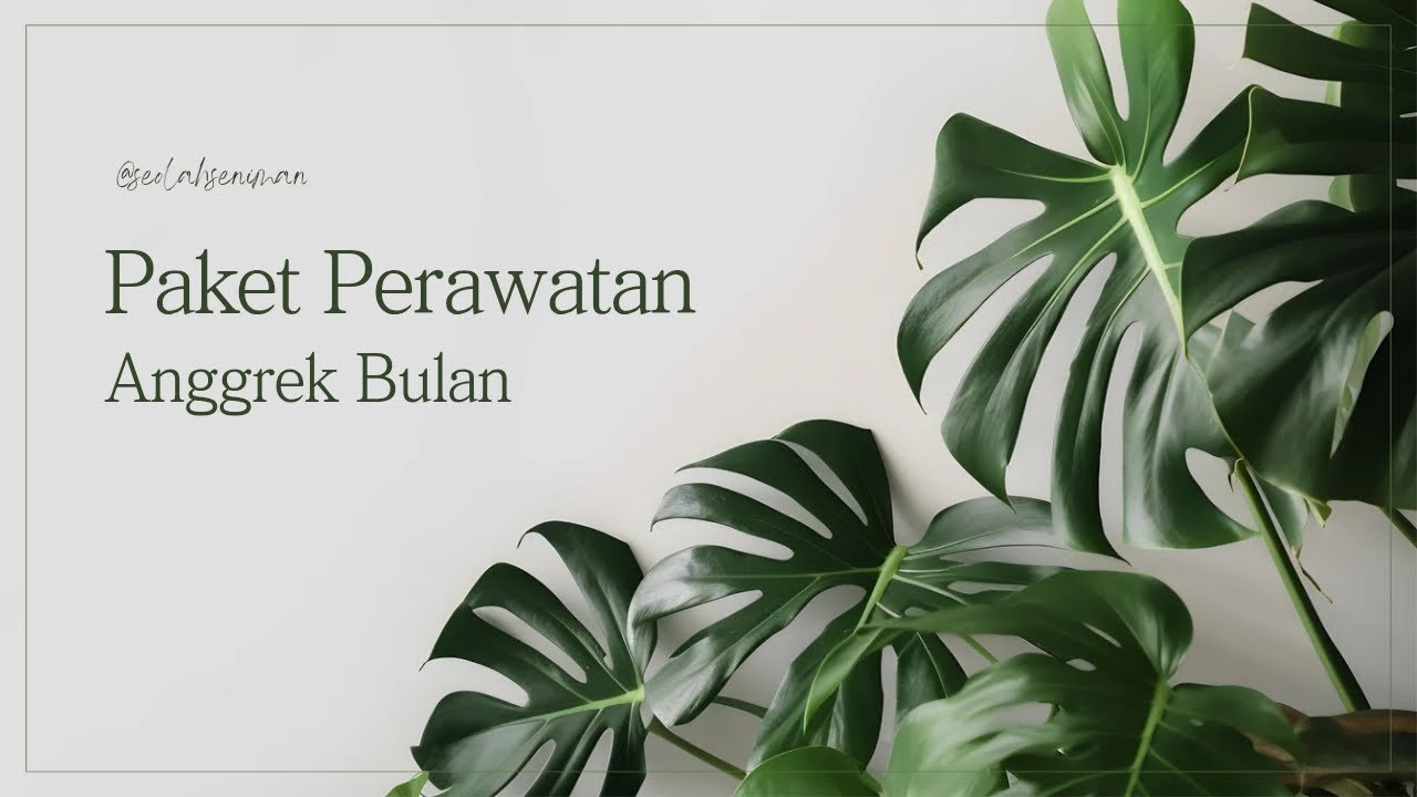 Paket Perawatan Anggrek Bulan #anggrekbulan #orchid #seolahseniman #anggrek #phalaenopsis