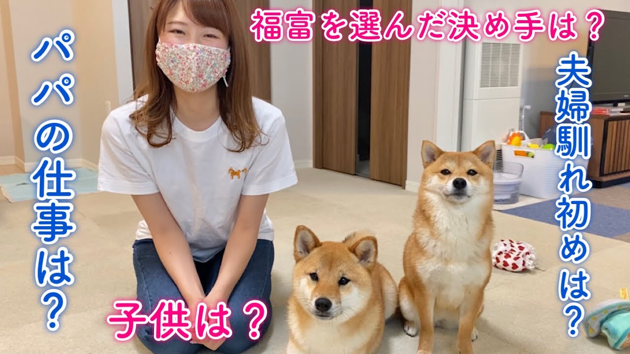視聴者さんの気になる質問に答えてみた！柴犬と飼い主が答えます！
